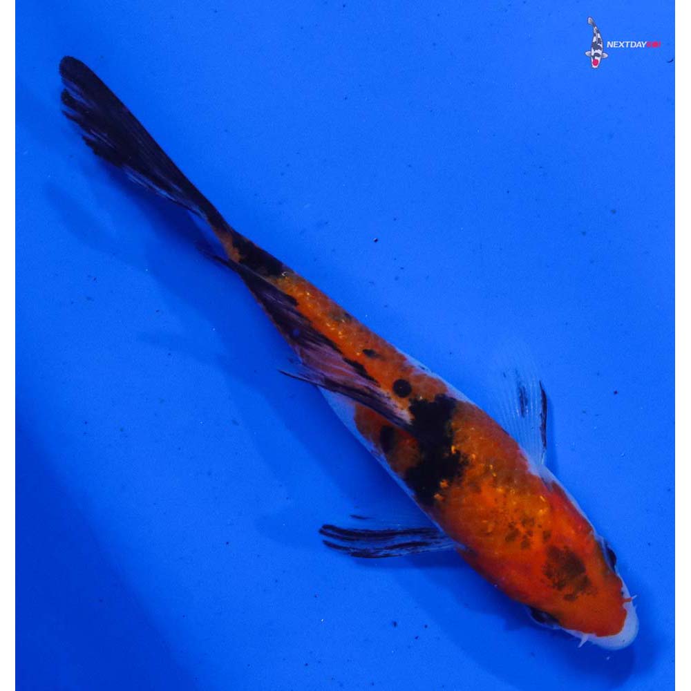 4.5” Imported Sanke Butterfly Koi