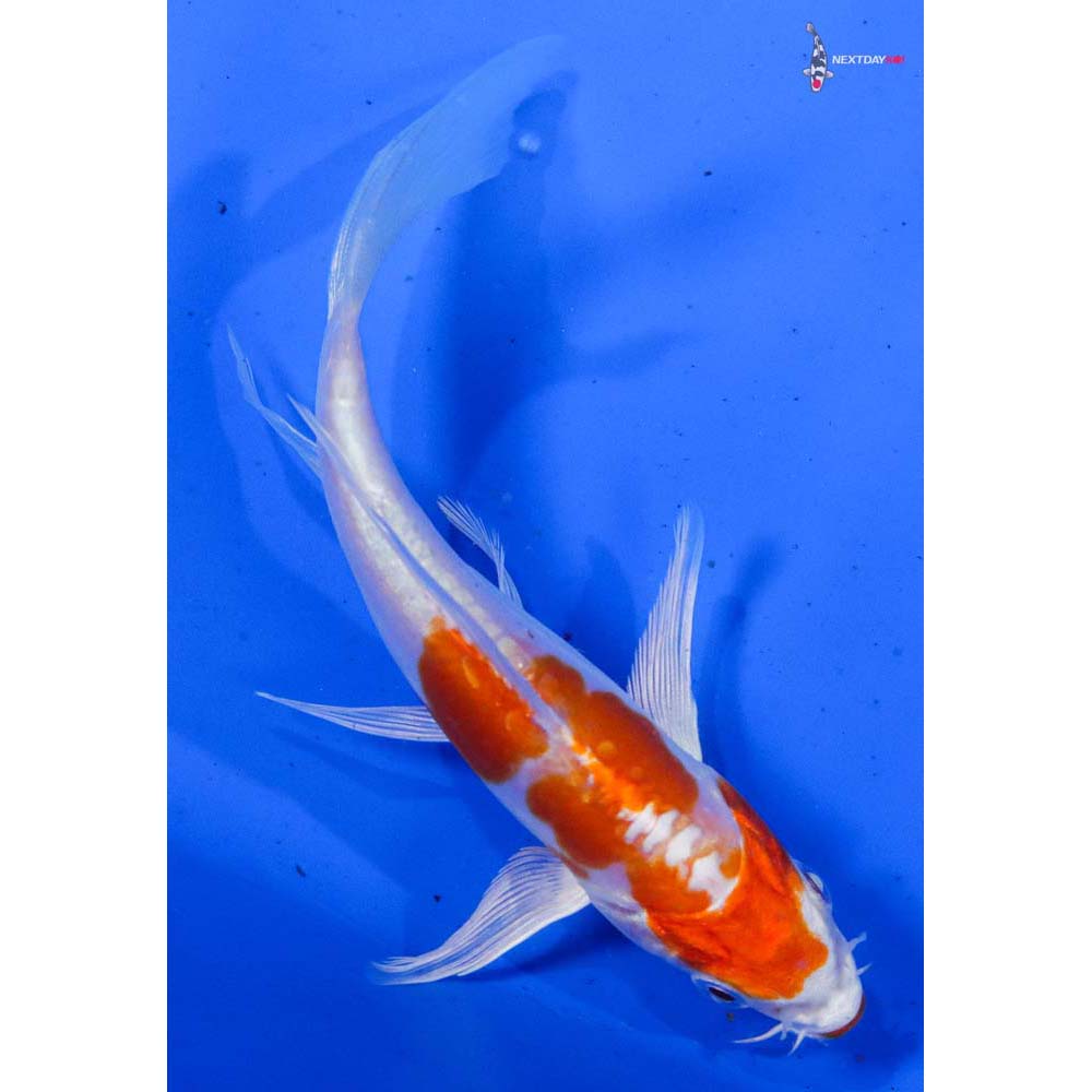 5” Imported Kikusui Butterfly Koi