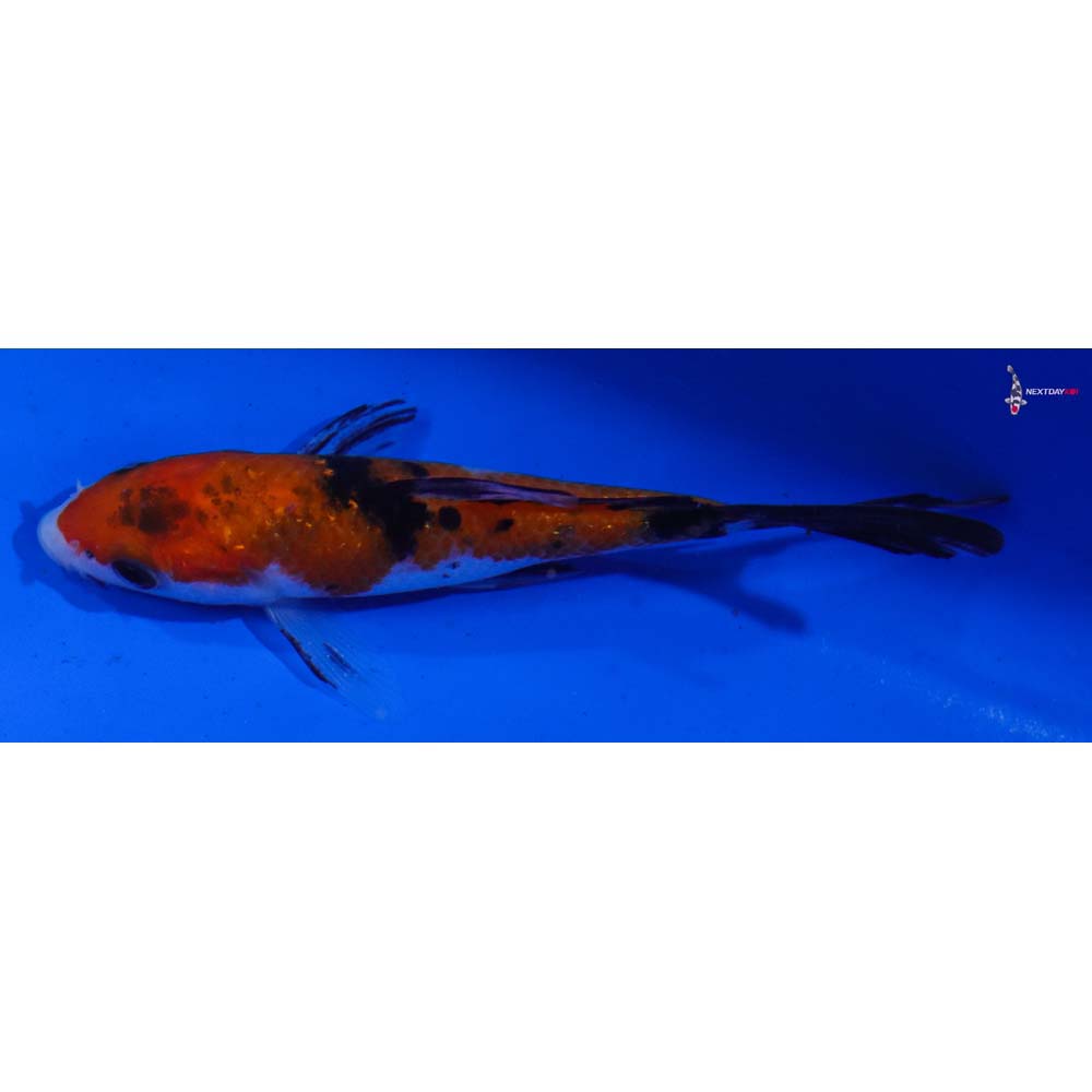 4.5” Imported Sanke Butterfly Koi