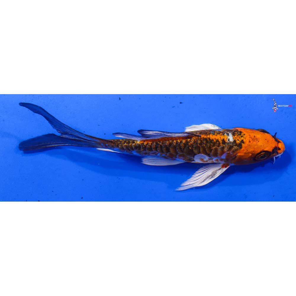 5” Imported Armor Scaled Kujaku Butterfly Koi