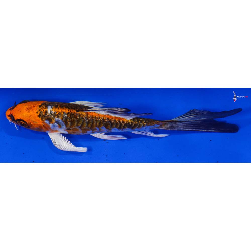 5” Imported Armor Scaled Kujaku Butterfly Koi