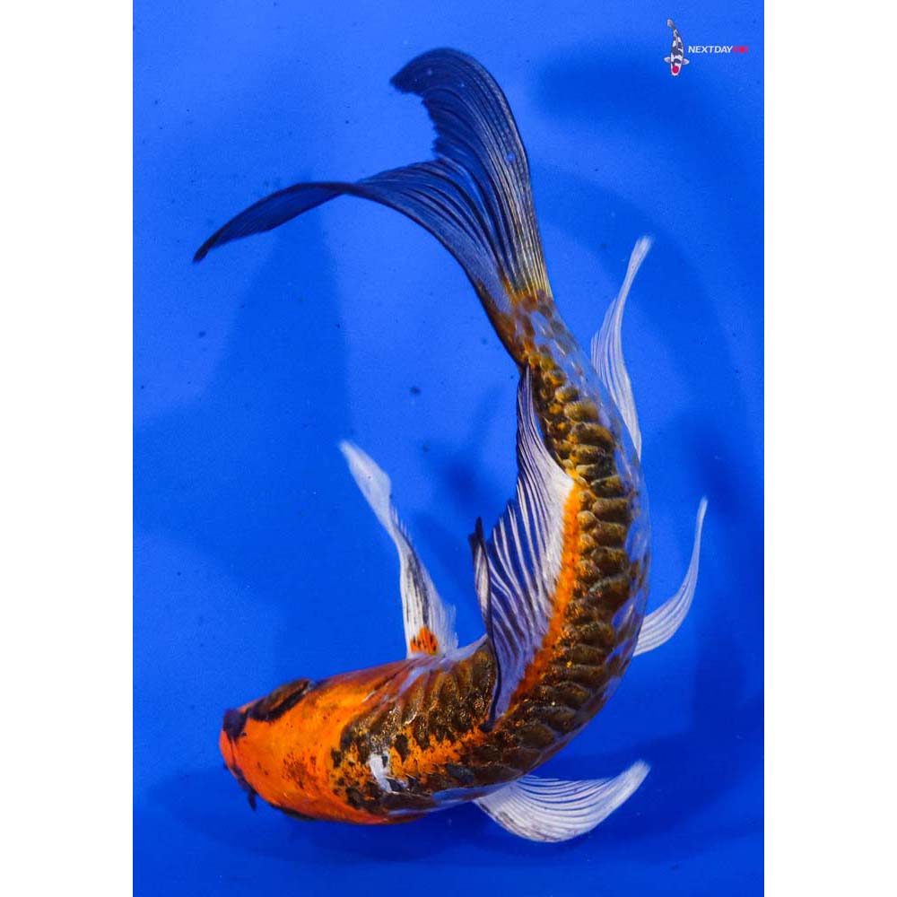 5” Imported Armor Scaled Kujaku Butterfly Koi