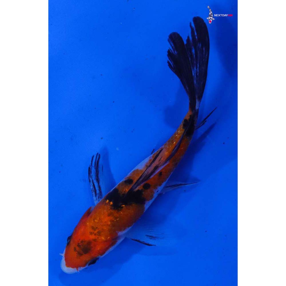 4.5” Imported Sanke Butterfly Koi