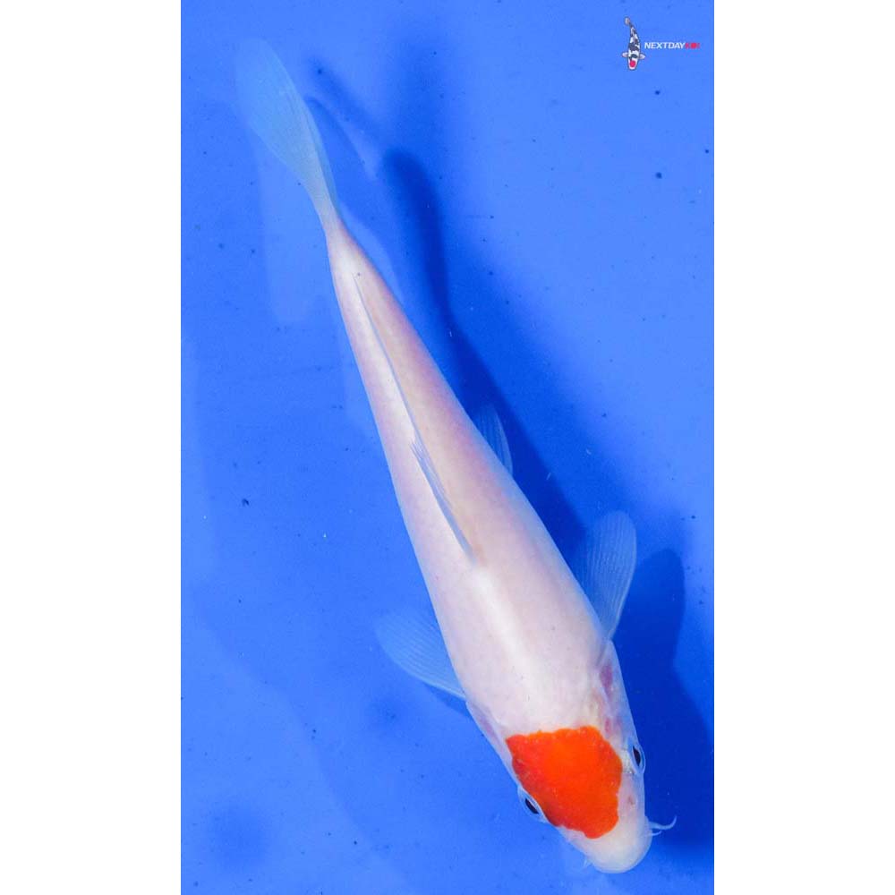 5.5” Imported Kohaku