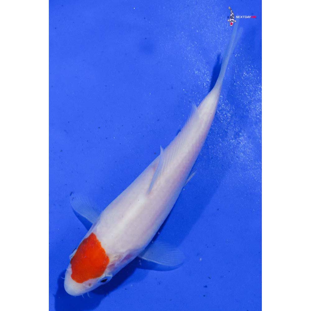 5.5” Imported Kohaku