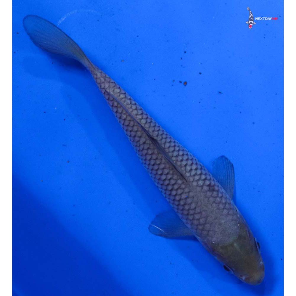 5.5” Imported Soragoi