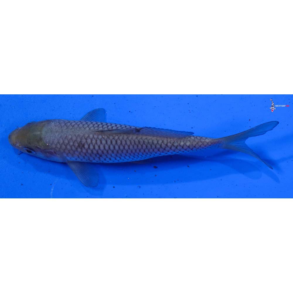 5.5” Imported Soragoi