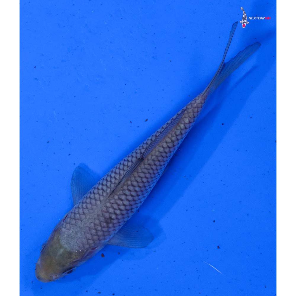 5.5” Imported Soragoi