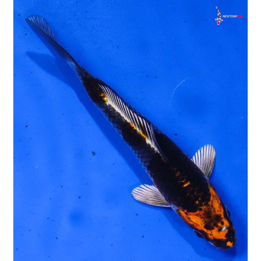 5” Imported Kujaku