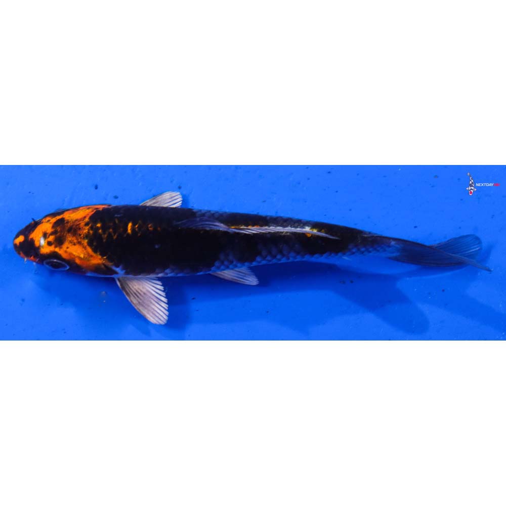 5” Imported Kujaku