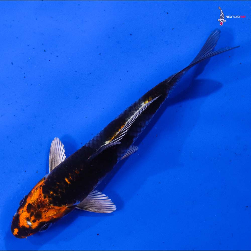 5” Imported Kujaku