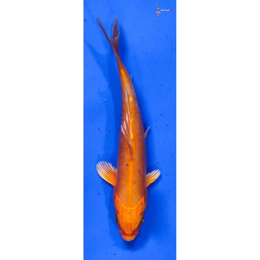 5” Imported Doitsu Kin Aka Bekko