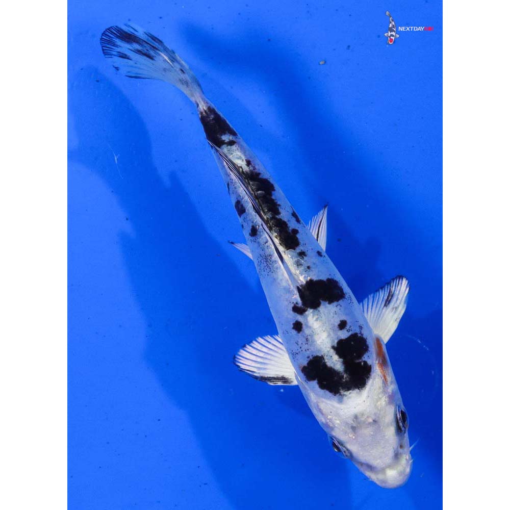 6” Imported Doitsu Gin Shiro Bekko