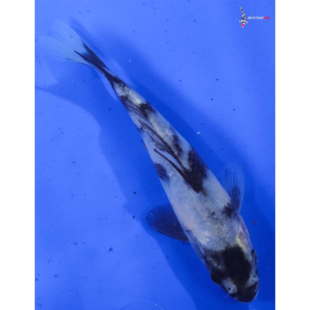 5” Imported Shiro Utsuri