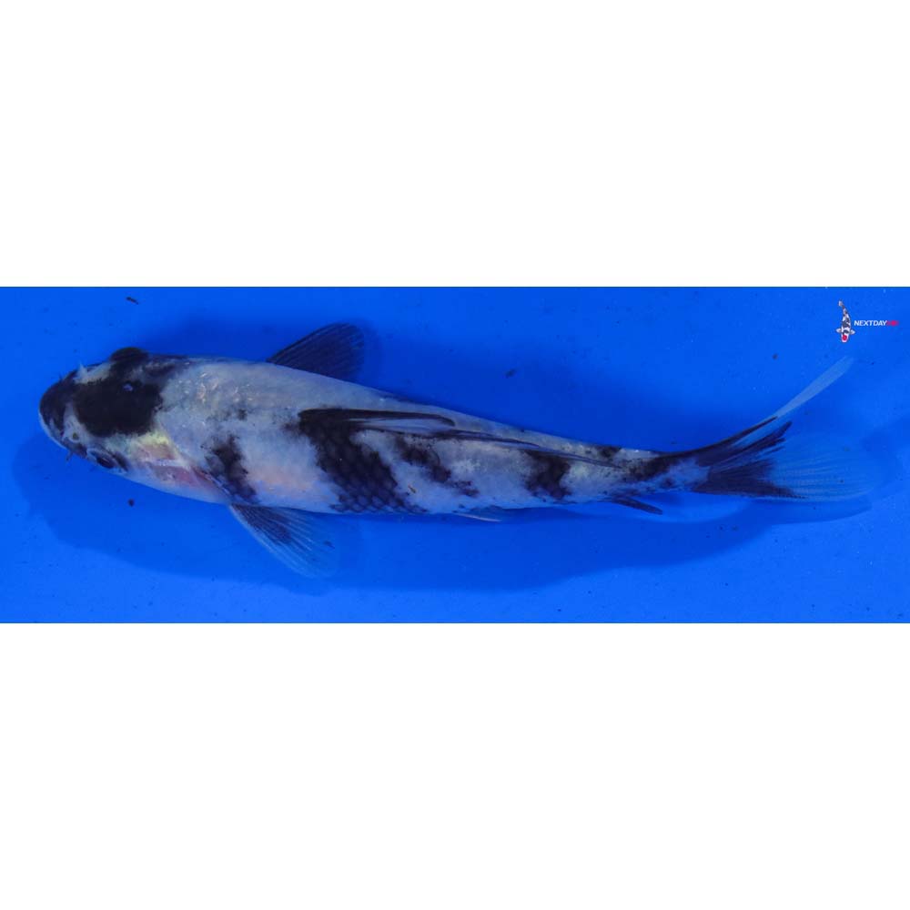 5” Imported Shiro Utsuri