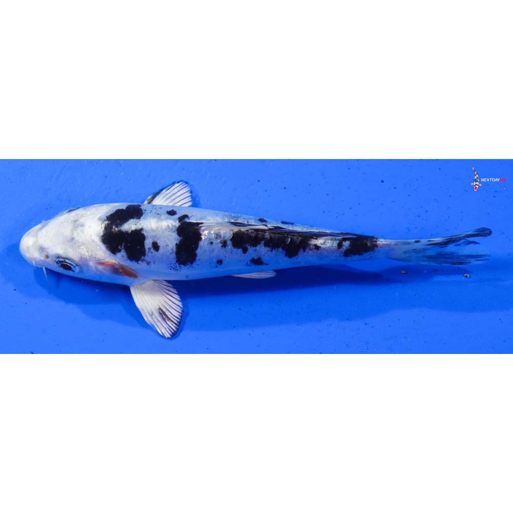 6” Imported Doitsu Gin Shiro Bekko