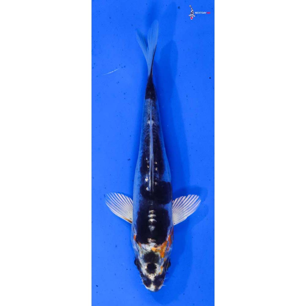 5” Imported Heisei Nishiki