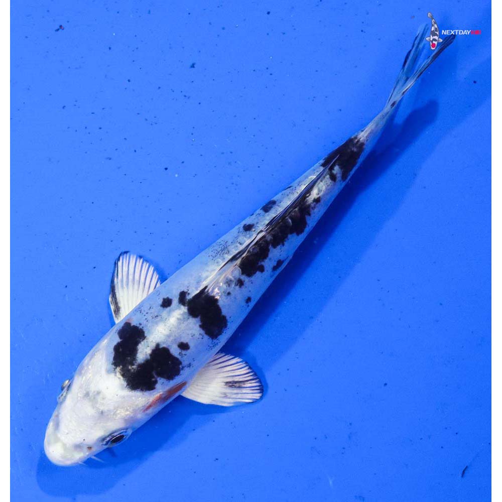 6” Imported Doitsu Gin Shiro Bekko