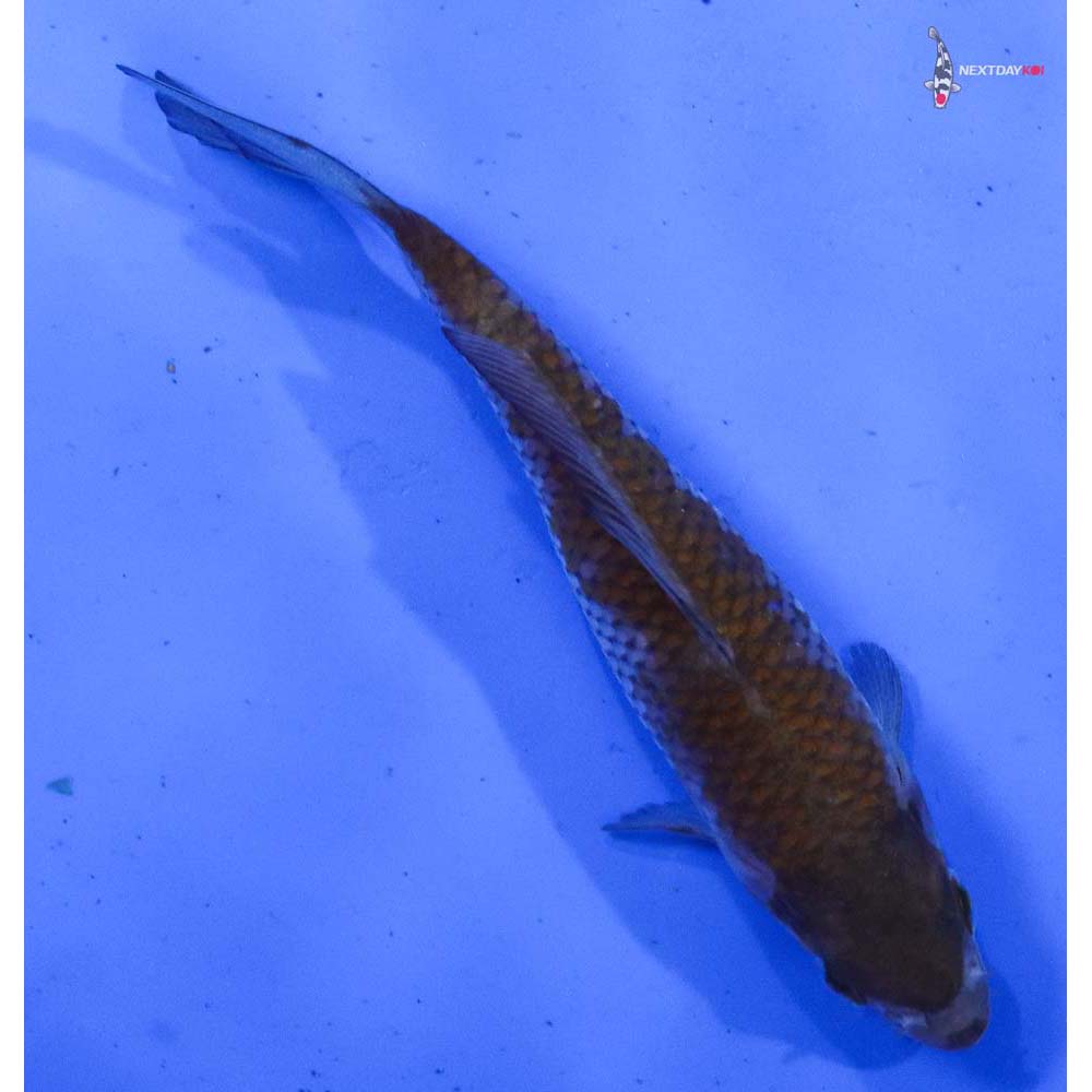 5” Imported Ochiba Shigure