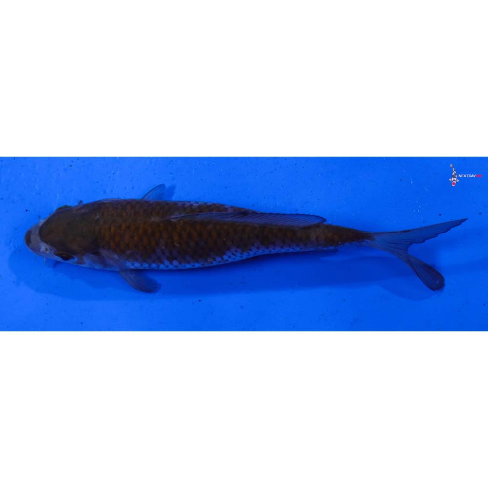 5” Imported Ochiba Shigure