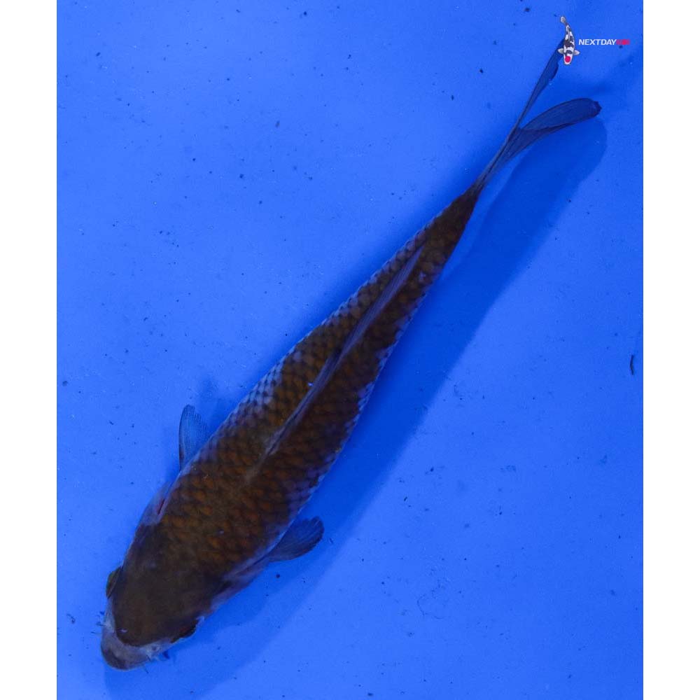 5” Imported Ochiba Shigure