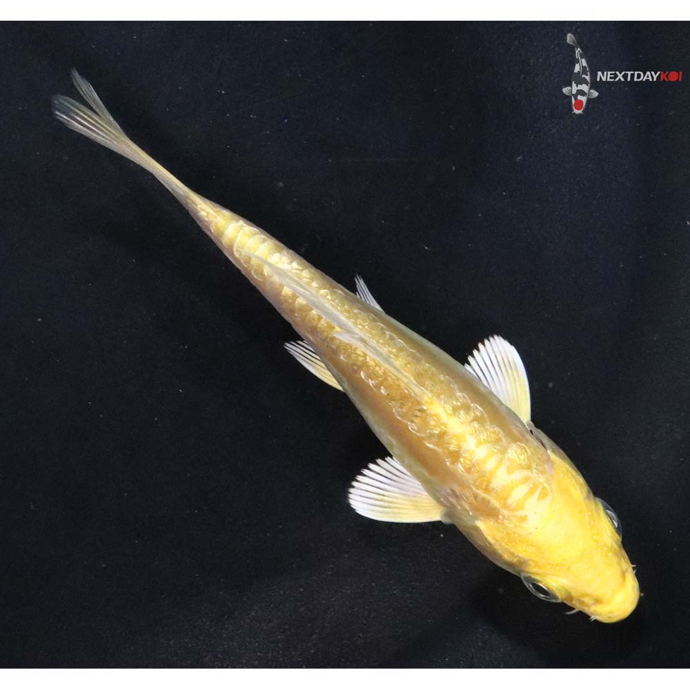 3.5” Imported Gin Rin Doitsu Yamabuki Ogon