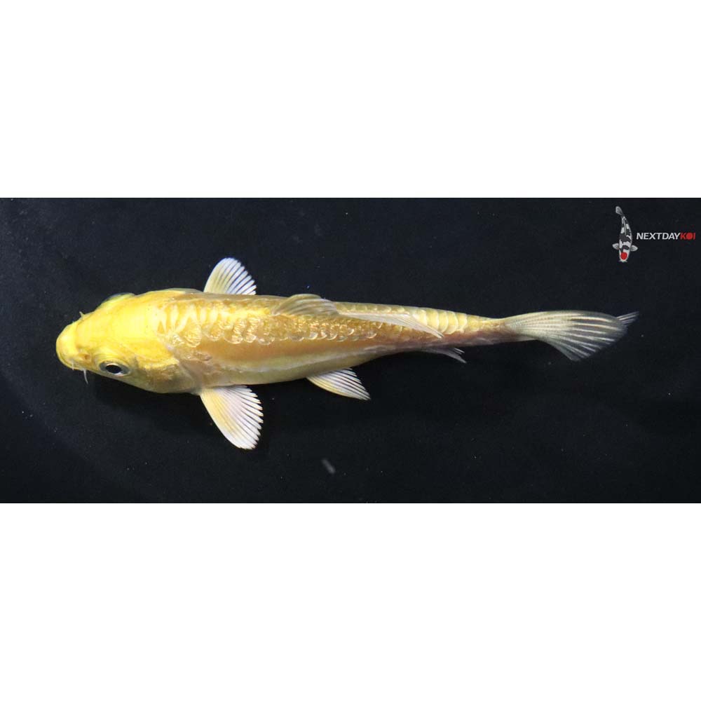 3.5” Imported Gin Rin Doitsu Yamabuki Ogon