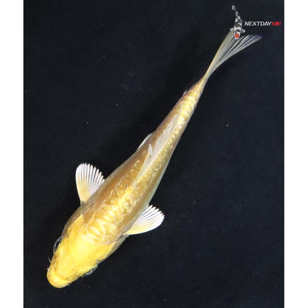 3.5” Imported Gin Rin Doitsu Yamabuki Ogon