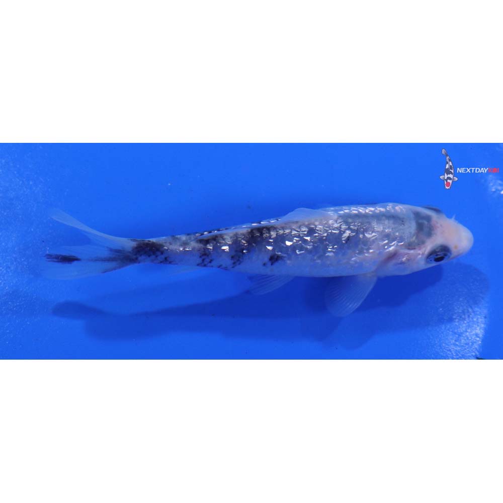 4” Imported Gin Rin Shiro Bekko