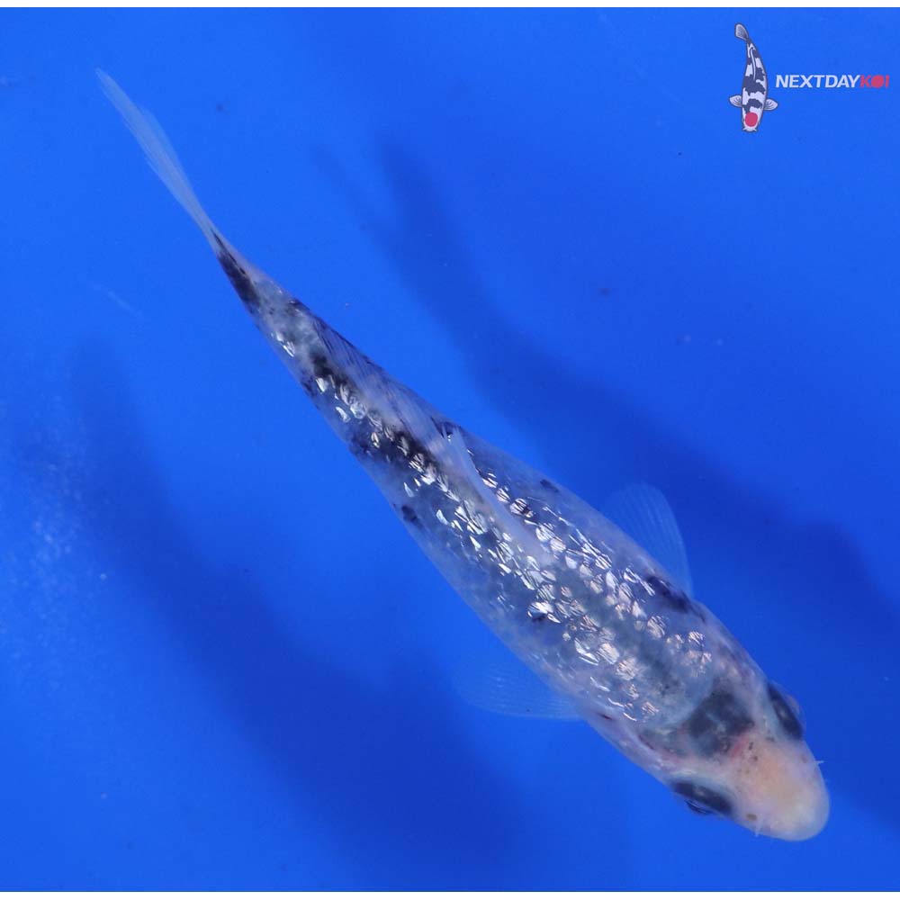 4” Imported Gin Rin Shiro Bekko