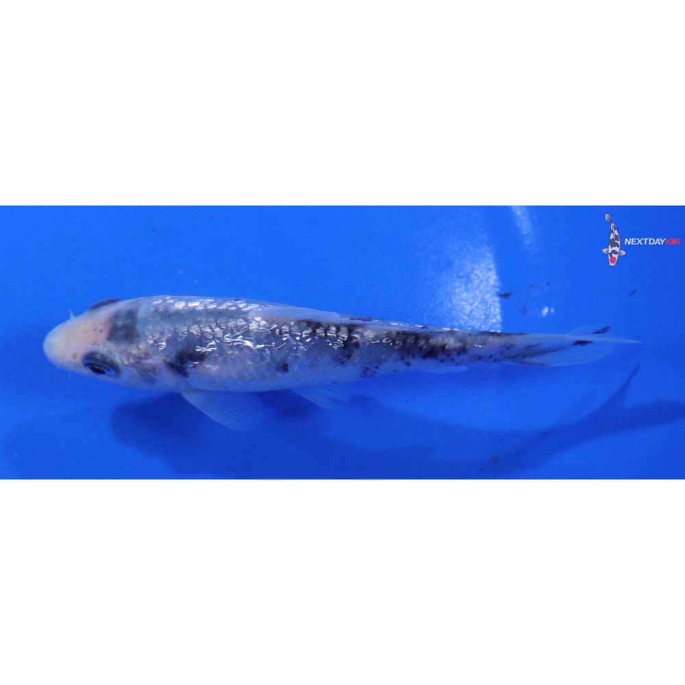 4” Imported Gin Rin Shiro Bekko