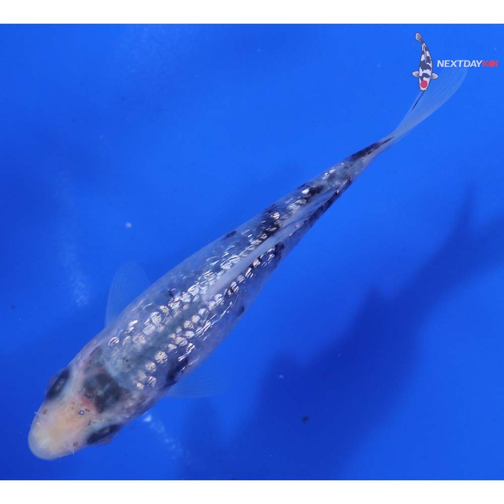 4” Imported Gin Rin Shiro Bekko