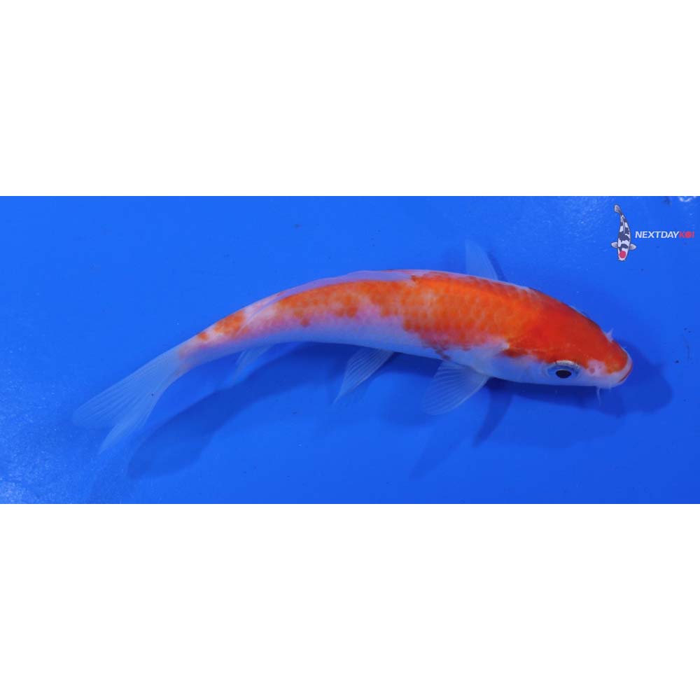 4” Imported Kohaku