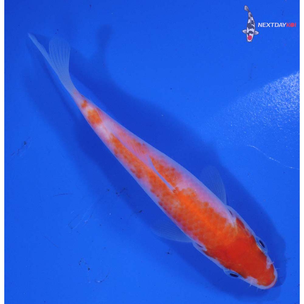 4” Imported Kohaku