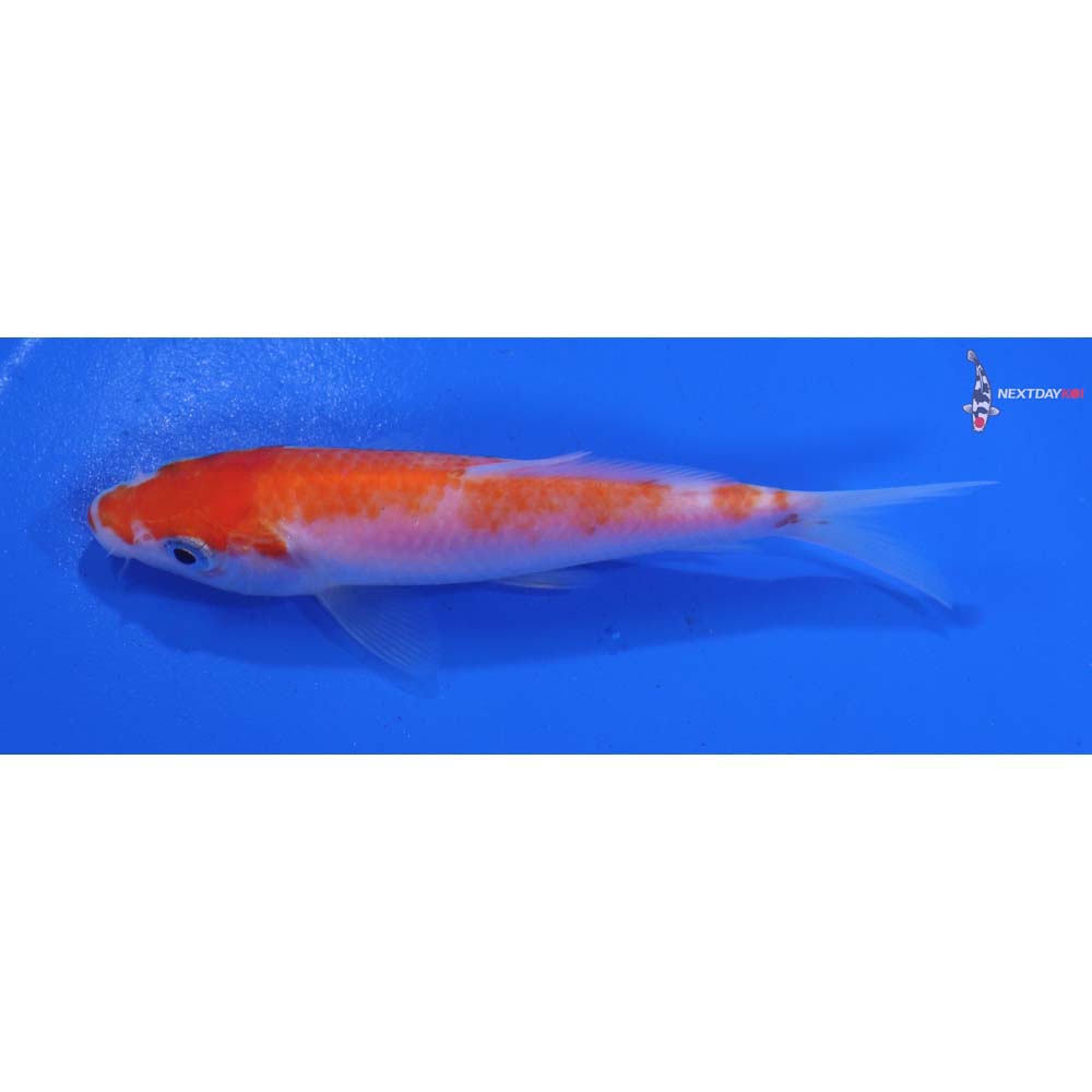 4” Imported Kohaku