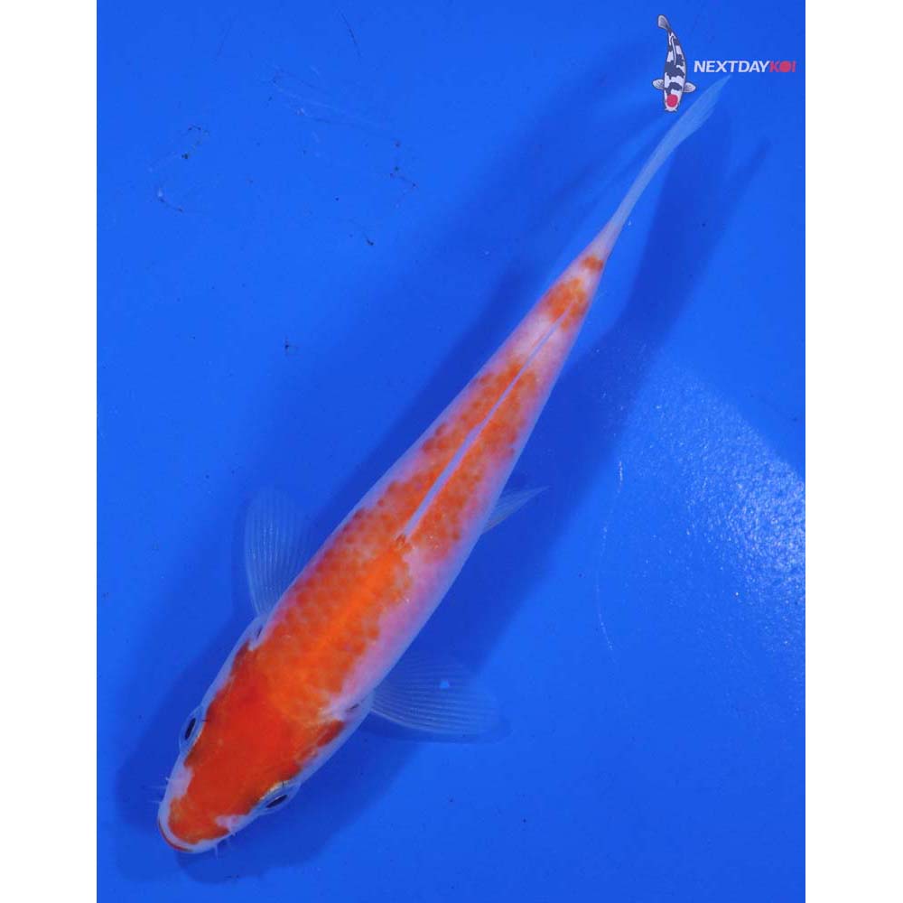 4” Imported Kohaku