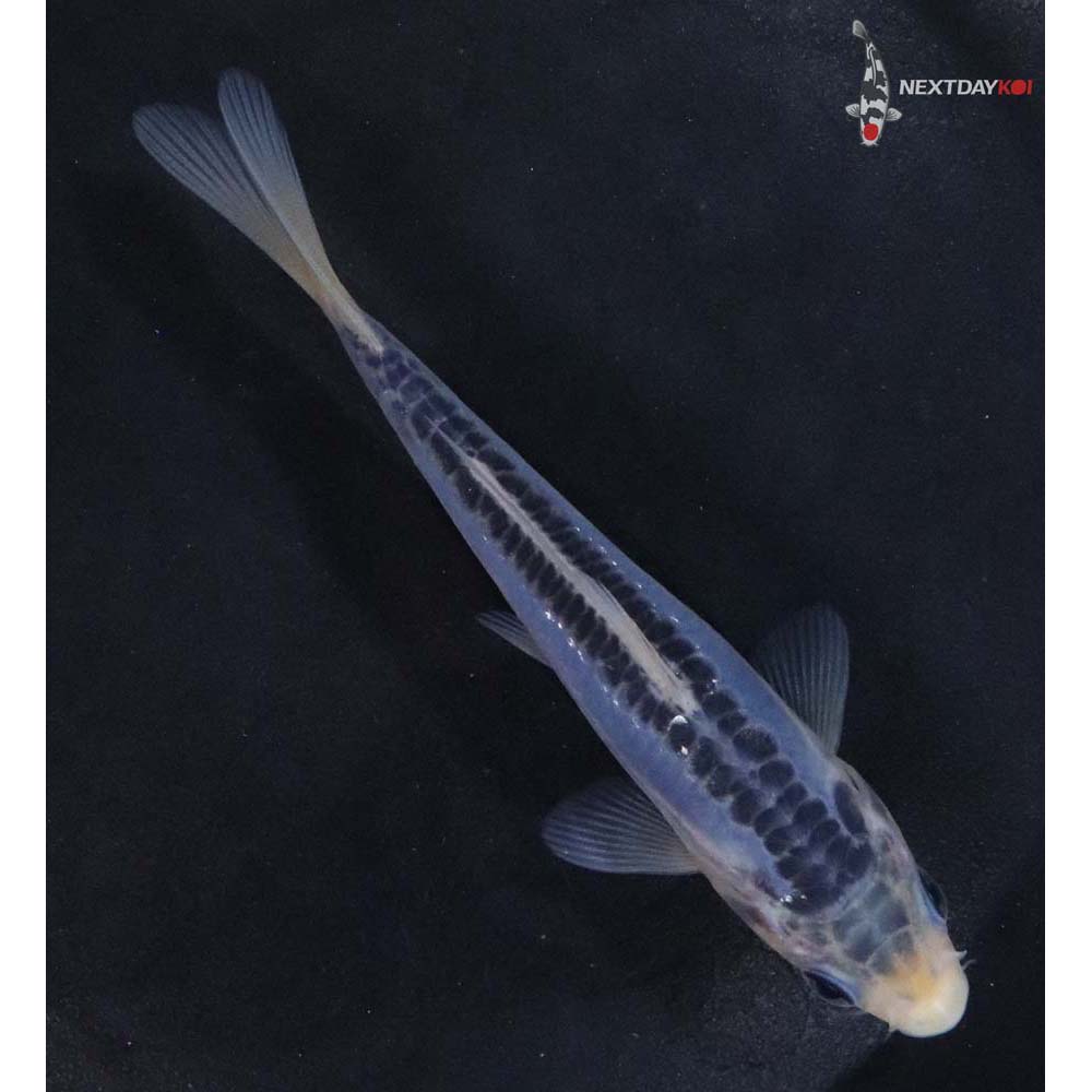 4.5” Imported Shusui