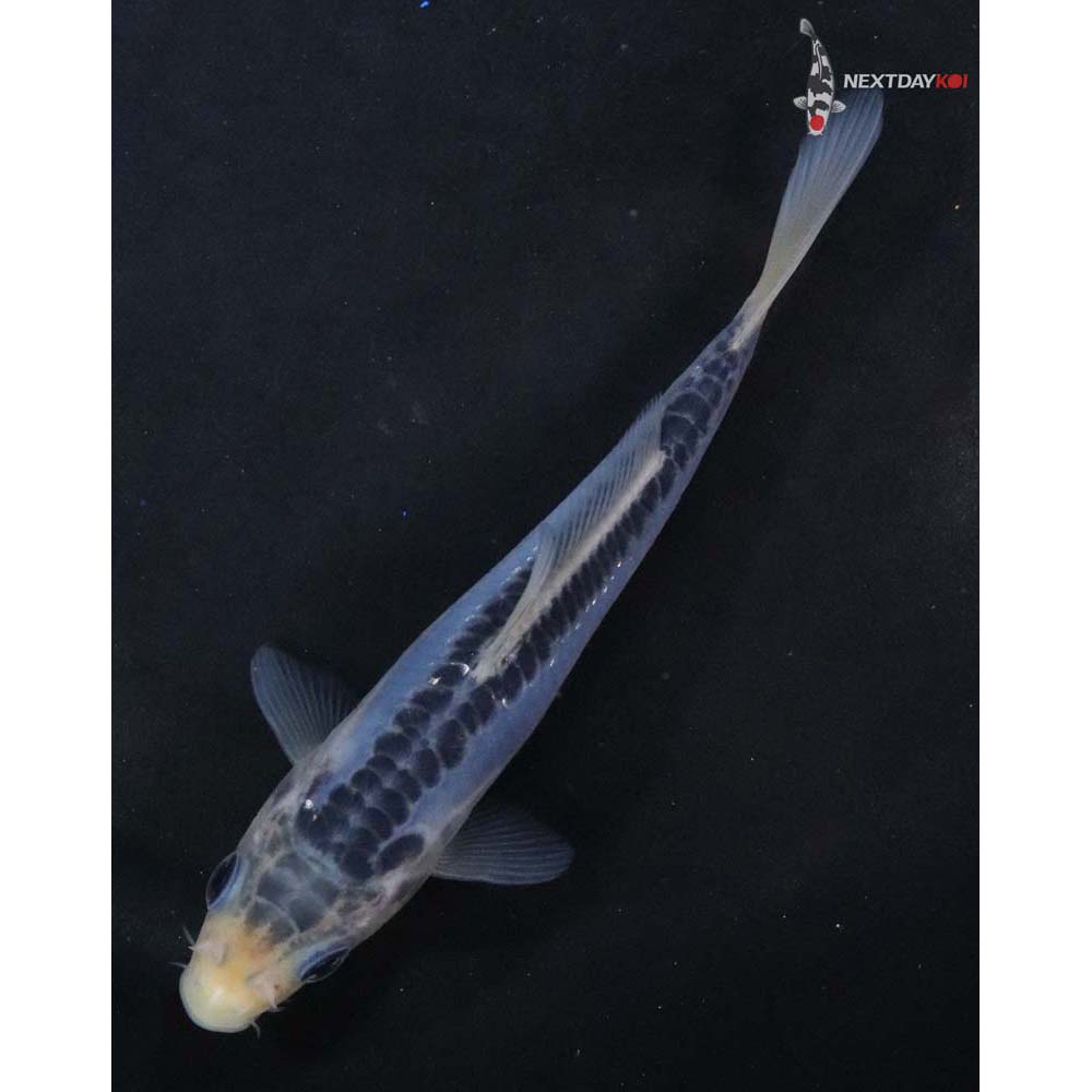 4.5” Imported Shusui