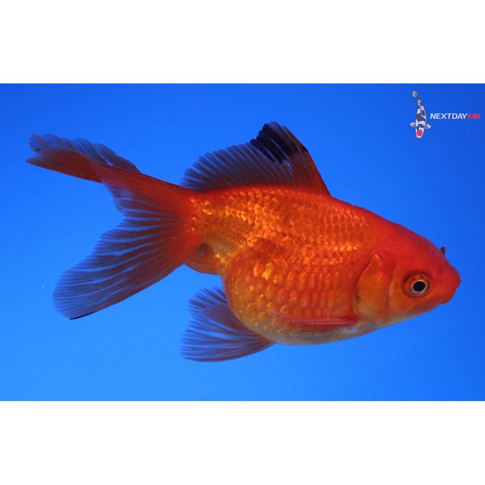 4” Imported Male Red Pearlscale