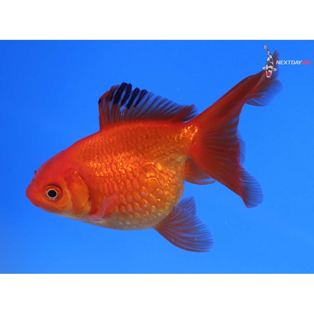 4” Imported Male Red Pearlscale