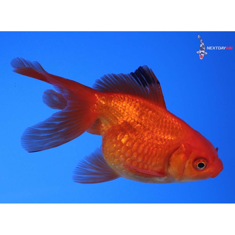 4” Imported Male Red Pearlscale