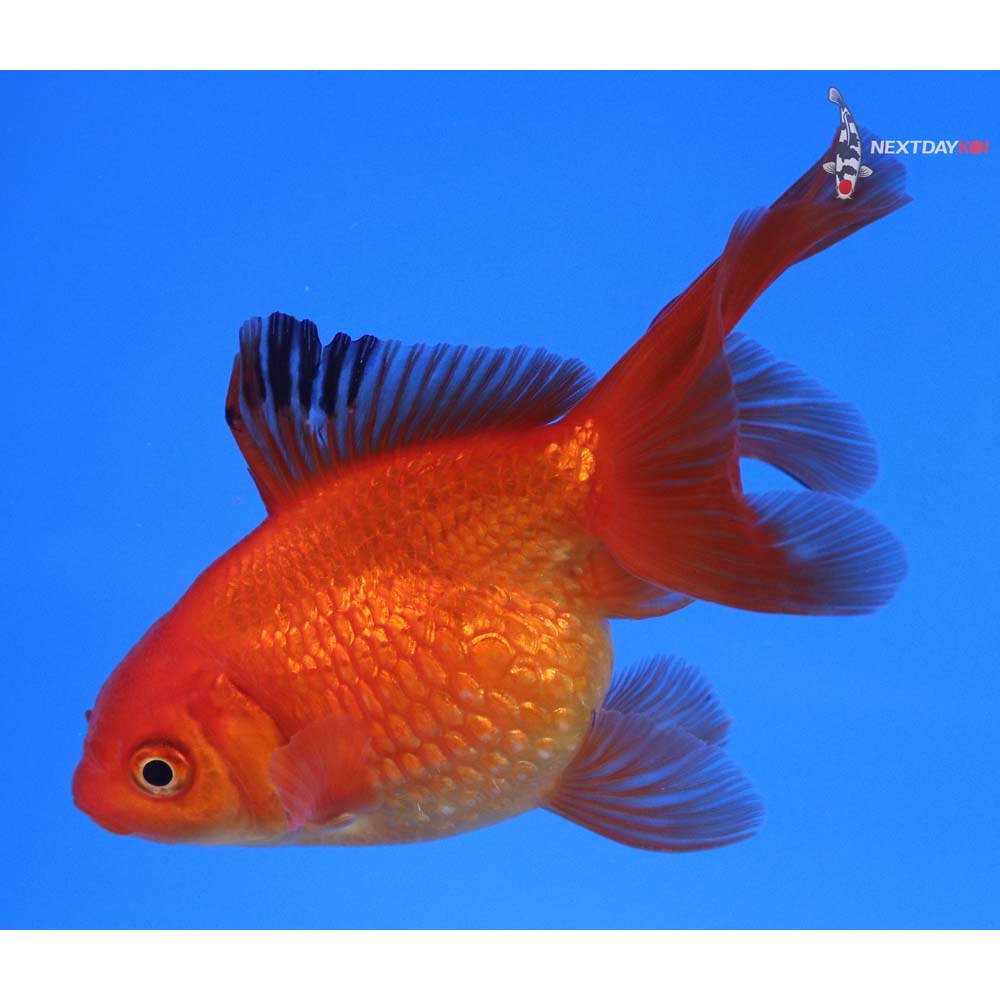 4” Imported Male Red Pearlscale