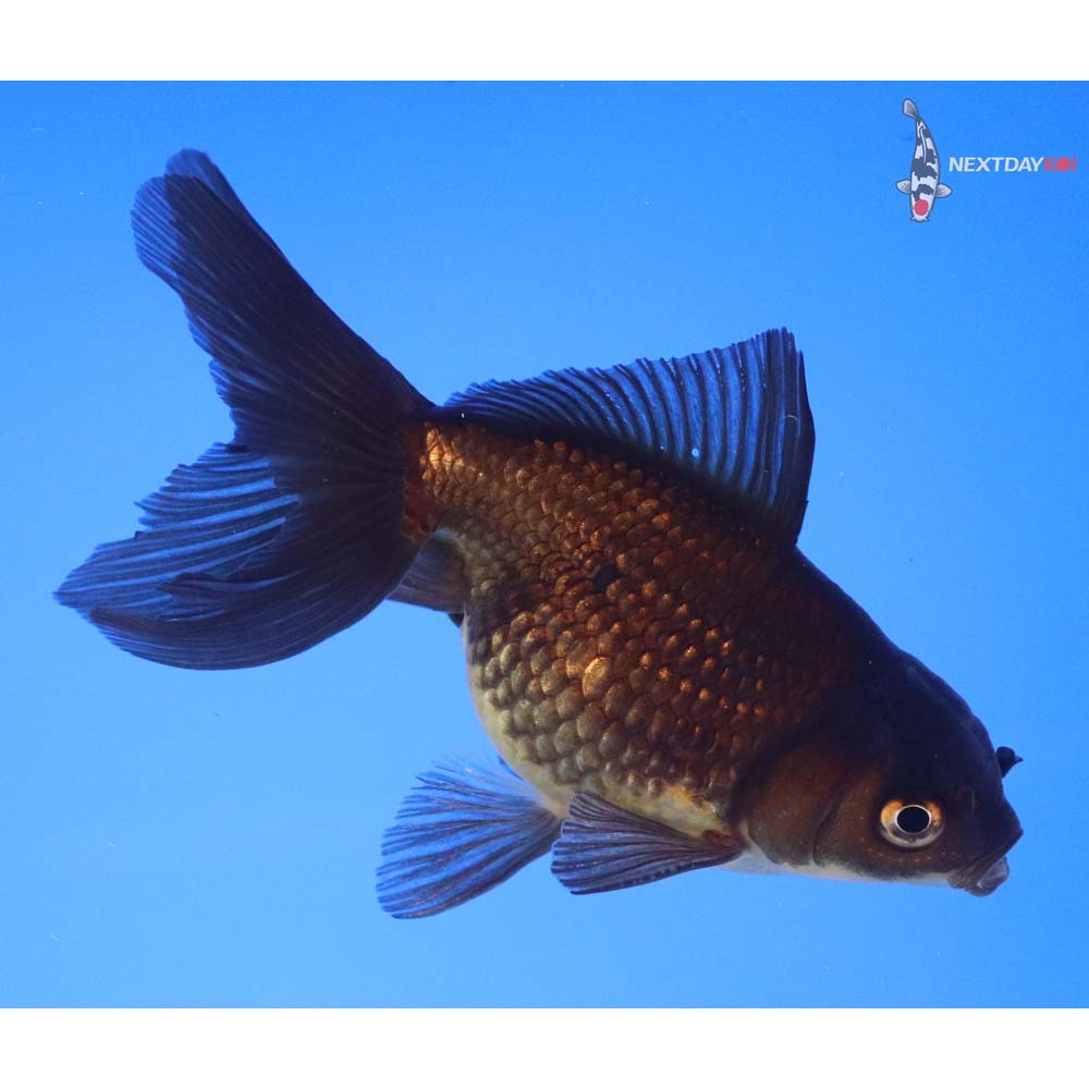 4” Imported Black Pearlscale