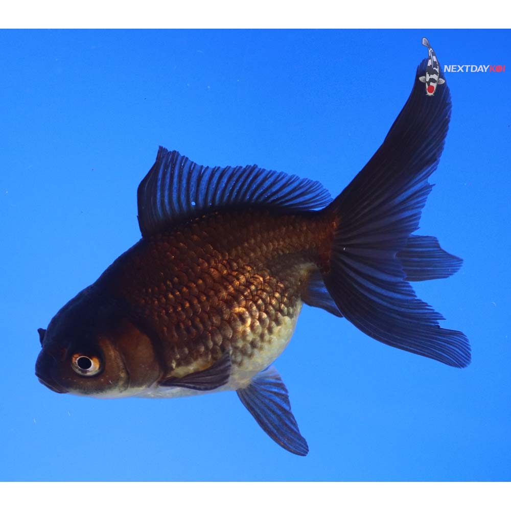 4” Imported Black Pearlscale