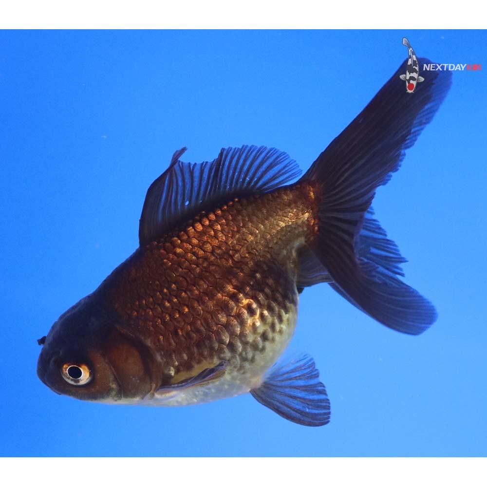 4” Imported Black Pearlscale