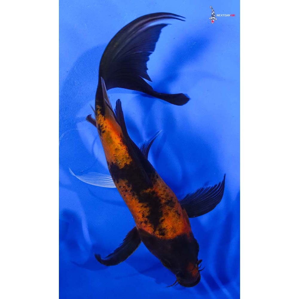 7.5” Imported Kin Hi Utsuri Butterfly Koi