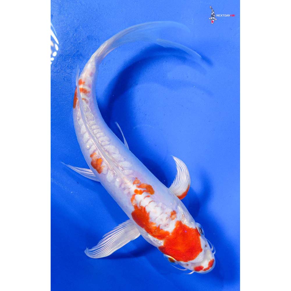 8” Imported Kikusui Butterfly Koi