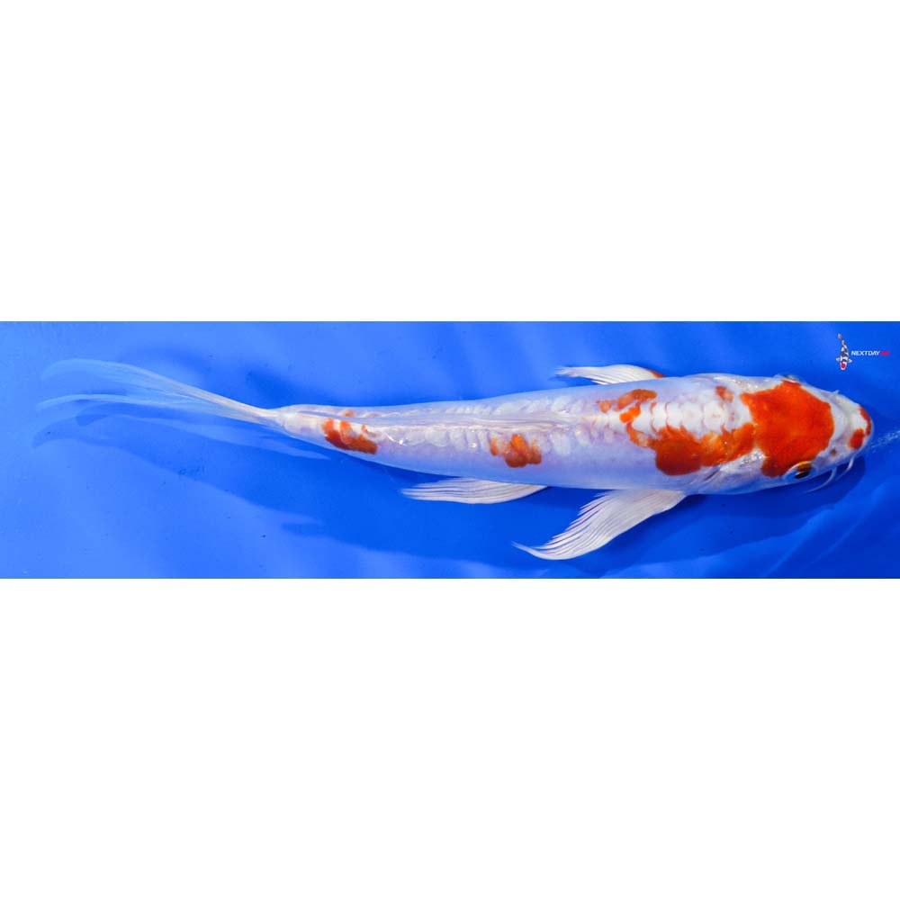 8” Imported Kikusui Butterfly Koi
