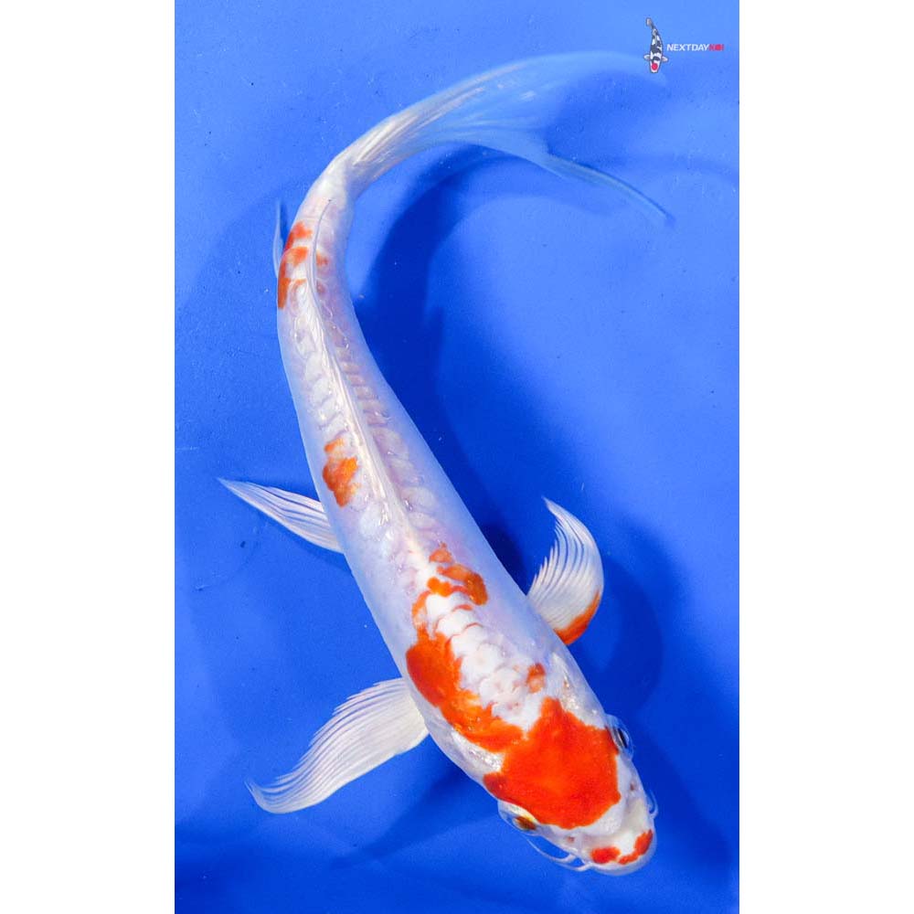 8” Imported Kikusui Butterfly Koi