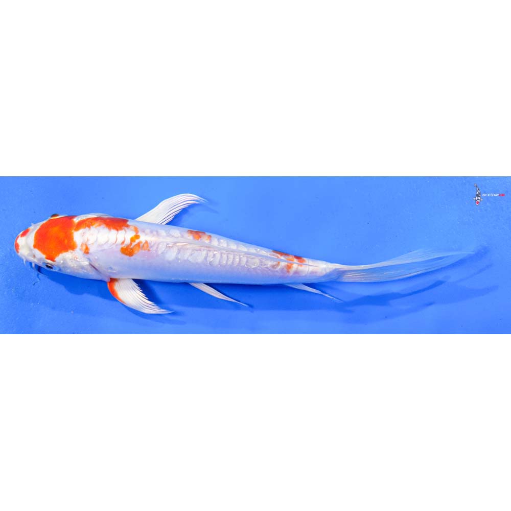 8” Imported Kikusui Butterfly Koi